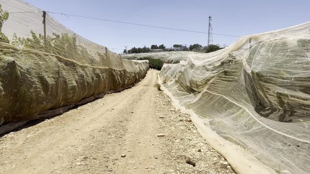 Rows of cherry trees under protective shade netting at a farm in a kibbutz in the Gush Etzion region of Israel. Orchard cultivation designed to protect fruit from intense sunlight in the Judean Hills.
