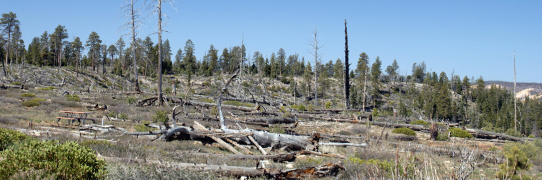 Ultrawide panorama of trees that burned during the July 2020 "Bridge Fire&rdquo; at Bryce Canyon National Park in Utah