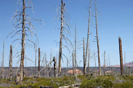 Trees that burned during the July 2020 "Bridge Fire" at Bryce Canyon National Park in Utah
