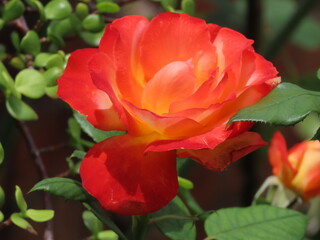 Fototapeta premium red and orange rose