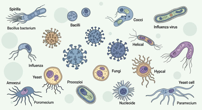 Collection of various microscopic biological organisms and cells.