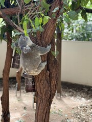 Koala  © Jonathan
