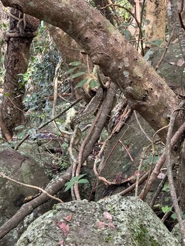 Python in the woods