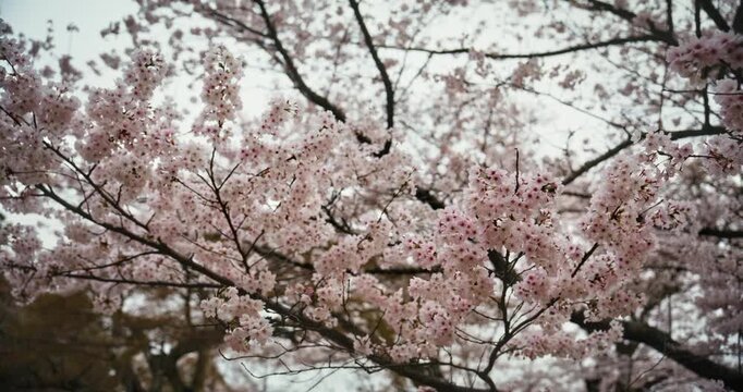 Spring Cherry Blossom Branches in Full Bloom Against Overcast Sky In Hiroshima - Low, Slow Shot