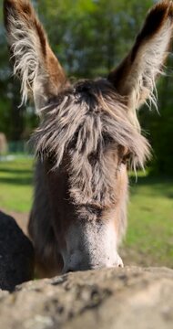 A donkey with long hair at the zoo, a lonely donkey stands in a pen in the park during the summer sunshine, domestic animal