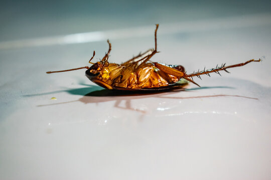 cockroach on a white background