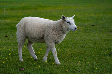 Fototapeta premium Young white sheep walking across lush green grass medow