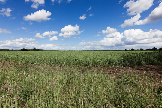 Farm Field In Symondshyde - IMG_2650