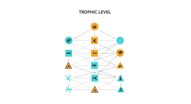 Trophic Level Diagram Showing Ecosystem Relationships