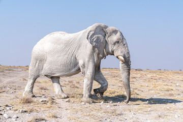 White elephant in Etosha National Park, Namibia © Marcel Rudolph-Gajda