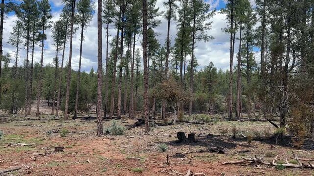 Payson Wilderness Arizona