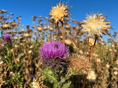 'Purple Donkey Thistle' plant and 'Dried Milk Thistle' plant (Turkish: Esek Dikeni) with bee at autumn in the nature. 