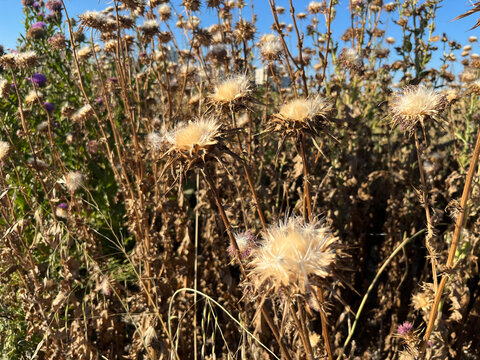 'Dried Milk Thistle' or 'Camel Thistle' plant (Turkish: Deve Dikeni) at autumn in the nature.