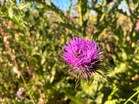 'Purple Donkey Thistle' plant (Turkish: Esek Dikeni) with bee at autumn in the nature. 