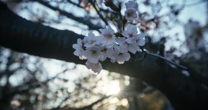 Cherry Blossom Cluster on Branch Backlit By Sunrise In Hiroshima Japan - Closeup, Slow Motion Shot