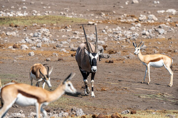Springboks and Oryx antelope © Marcel Rudolph-Gajda