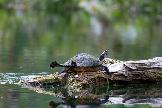 A cooter with all feet outstretched while sunning on a log.