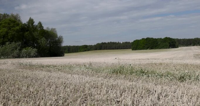 A mown gray field in a suburban area, a harvested field of cereals stretches along a coniferous forest under a cloudy sky during the daytime