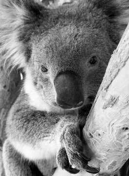 A Koala native to Australia sits in a gum tree in black and white