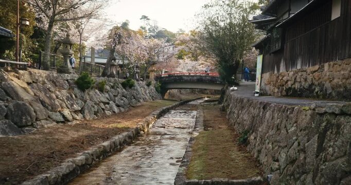 Spring Cherry Blossom Canal and Stone Walls in Old Town Of Hiroshima, Japan - Steady Cam Movement