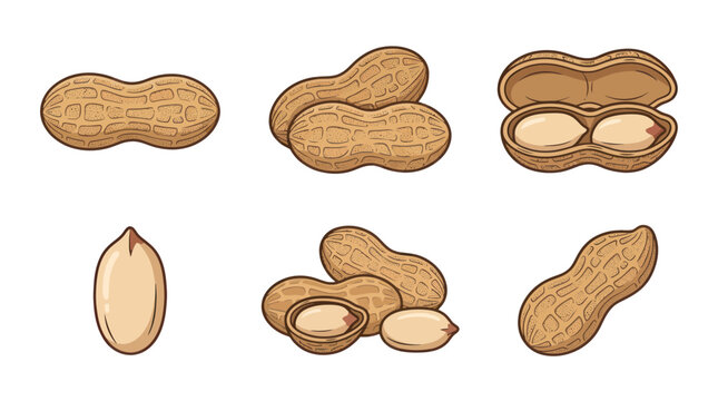 Peanut Collection: Whole, Opened, and Shelled, Isolated on White Background