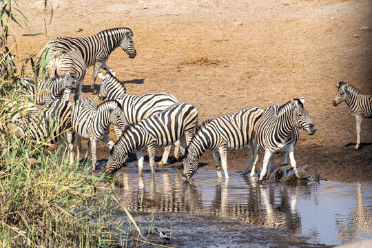 Zebras at waterhole, Namibia