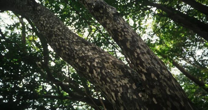 Low Angle View Looking Up Through Large Tree Trunks In Japanese Forest