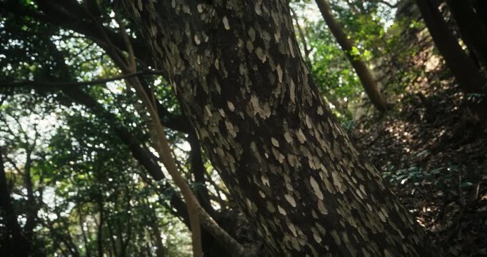 Low Angle, Tilt Down Shot On Large Tree Trunk In Hiroshima Japan Forest