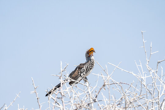 Zazu, yellow-billed hornbill, Namibia