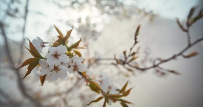 Mist Surrounding Spring Cherry Blossom Branches in Bloom Against Bright Sky In Hiroshima, Japan - Slow Motion Steady Cam Shot