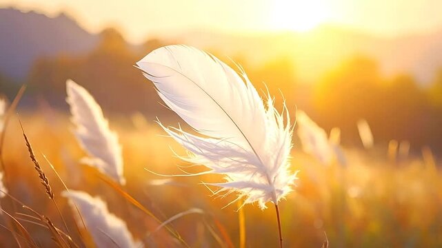 A delicate white feather glows in the warm light of a golden sunset
