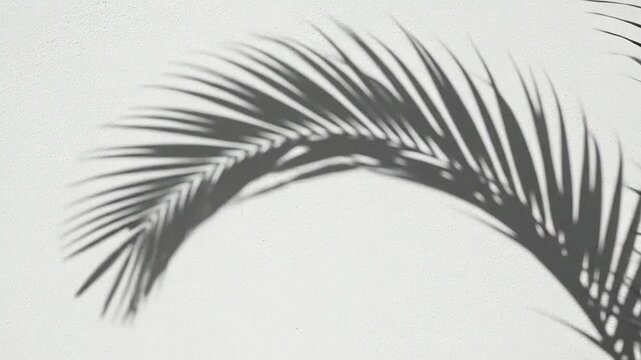 Shadow of a tropical palm leaf cast on a textured white wall