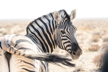 Zebra giving side eye, Namibia © Marcel Rudolph-Gajda