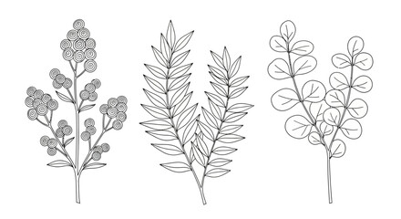 Monochrome botanical line art sketches of leaves and berry stems for minimalist floral design © Awais