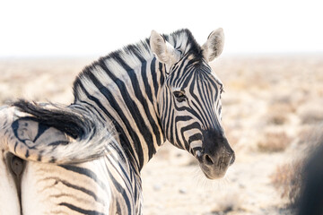 Zebra giving side eye, Namibia © Marcel Rudolph-Gajda