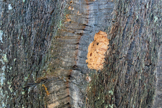 Exposed cork of a European award winning cork oak tree