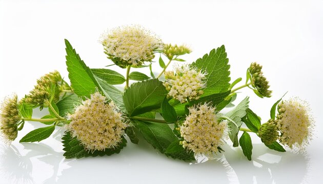 Filipendula Ulmaria With Flowers On A White Background