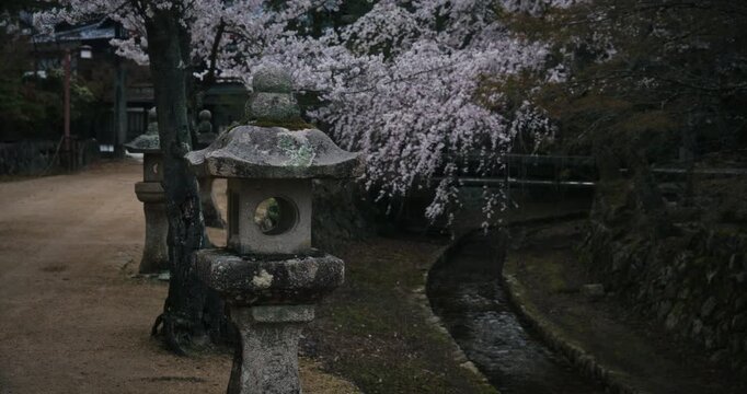 Ancient Stone Lanterns and Weeping Cherry Blossoms Along Japanese Canal at Dusk, Steady Cam Shot