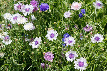 Obraz premium multicolored cornflowers in the garden
