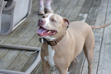 Obraz premium Happy domestic pet animal landscape featuring an American Staffordshire Terrier with an open mouth smiling under soft daylight.