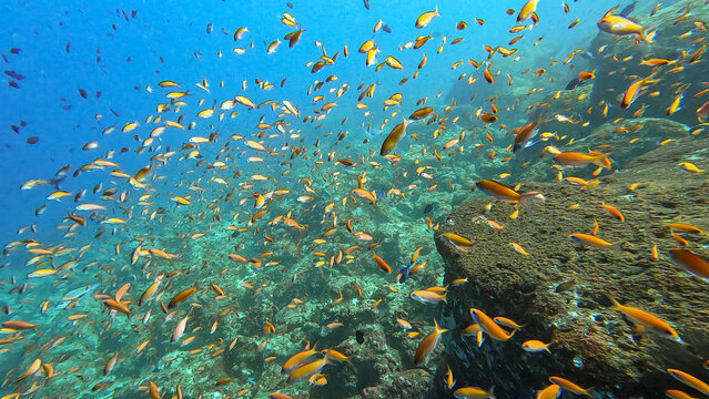 Colourful orange anthias fish swimming in crystal clear tropical waters Pulau Weh, Sumatra, Indonesia