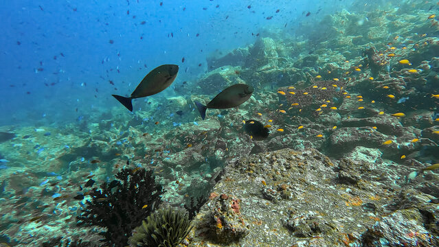 Underwater scene sleek unicornfish with shoals of tropical fish in coral reef environment in Pulau Weh, Sumatra, Indonesia