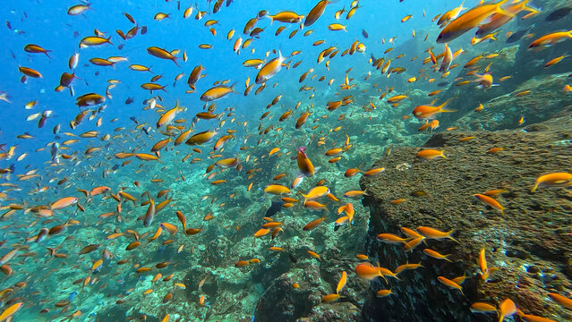 Big shoal of colourful orange anthias tropical fish over coral reef in crystal clear tropical waters of Pulau Weh, Sumatra, Indonesia