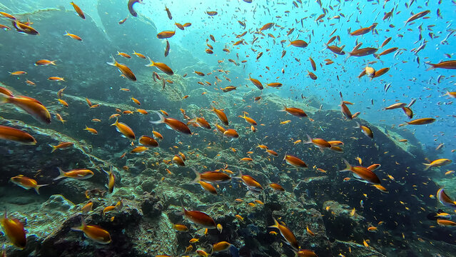 Scuba diving with big shoal of colourful orange anthias tropical fish over coral reef in Pulau Weh, Sumatra, Indonesia