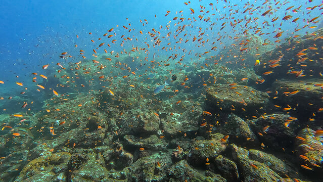 Coral reef environment teeming with shoals of colourful orange anthias tropical fish in crystal clear waters of Pulau Weh, Sumatra, Indonesia