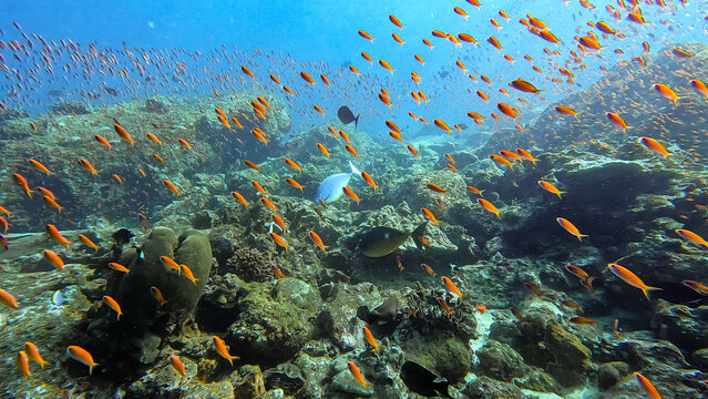 Underwater scene sleek unicornfish and shoals of orange anthias fish in tropical waters of Pulau Weh, Sumatra, Indonesia