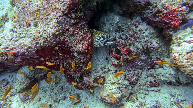 Honeycomb moray eel surrounded by tropical fish in coral reef environment of Pulau Weh, Sumatra, Indonesia