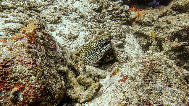 Closeup honeycomb moray eel with head outside of coral reef home surrounded by tropical fish in Pulau Weh, Sumatra, Indonesia