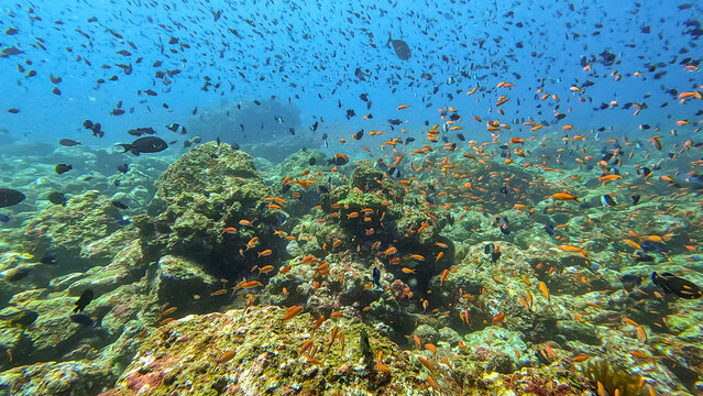 Underwater scene coral reef environment teeming with colourful tropical fish in Pulau Weh, Sumatra, Indonesia
