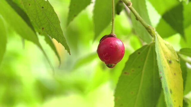 A single round jamaican cherry hanging from a branch